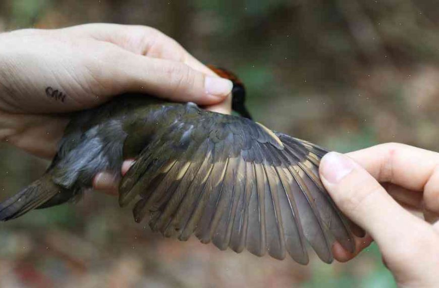 New Study Says Birds’ Bodies Are Being Affected by Climate Change