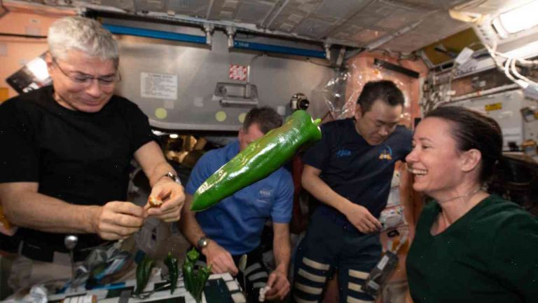 Pepper grown in space for first time in the world