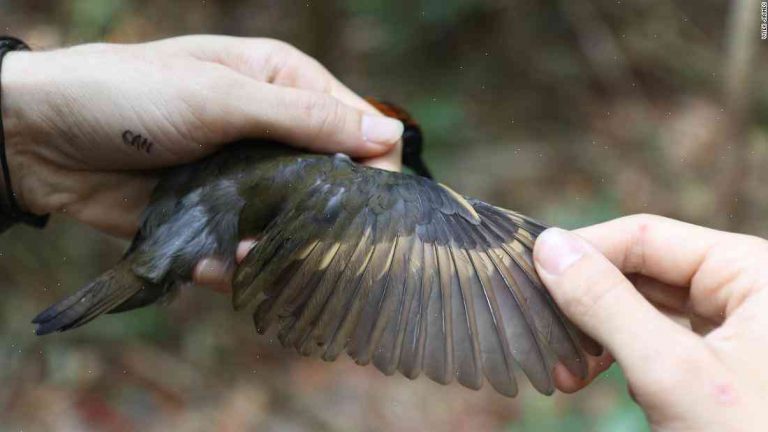 New Study Says Birds’ Bodies Are Being Affected by Climate Change