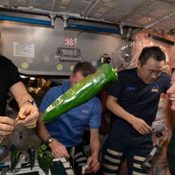 Pepper grown in space for first time in the world
